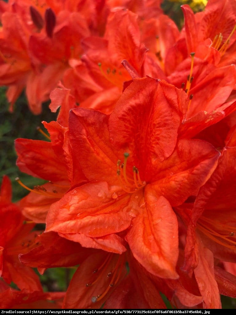 Azalia japońska  Geisha Fumiko -  Azalea japonica   Geisha Fumiko  