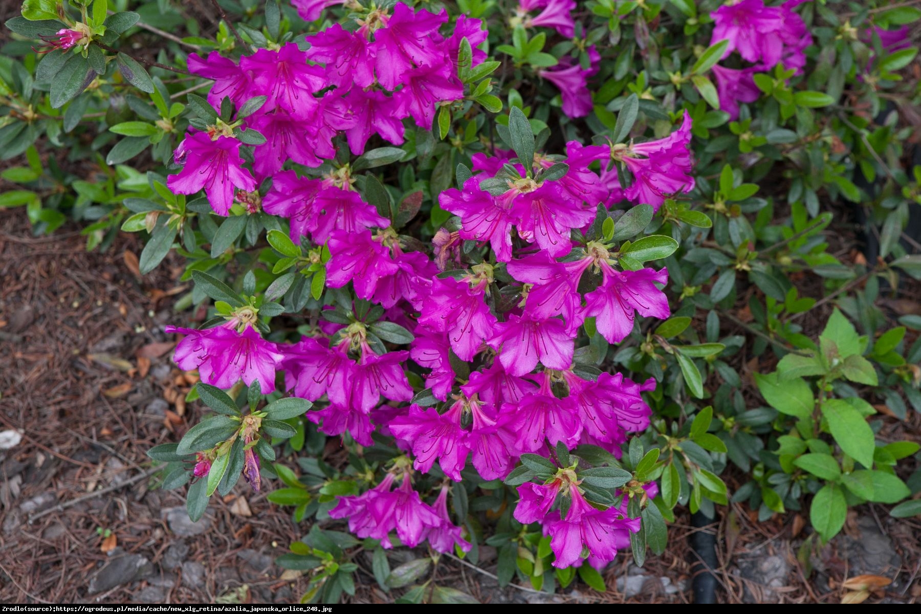 Azalia japońska Orlice - Azalea japonica Orlice