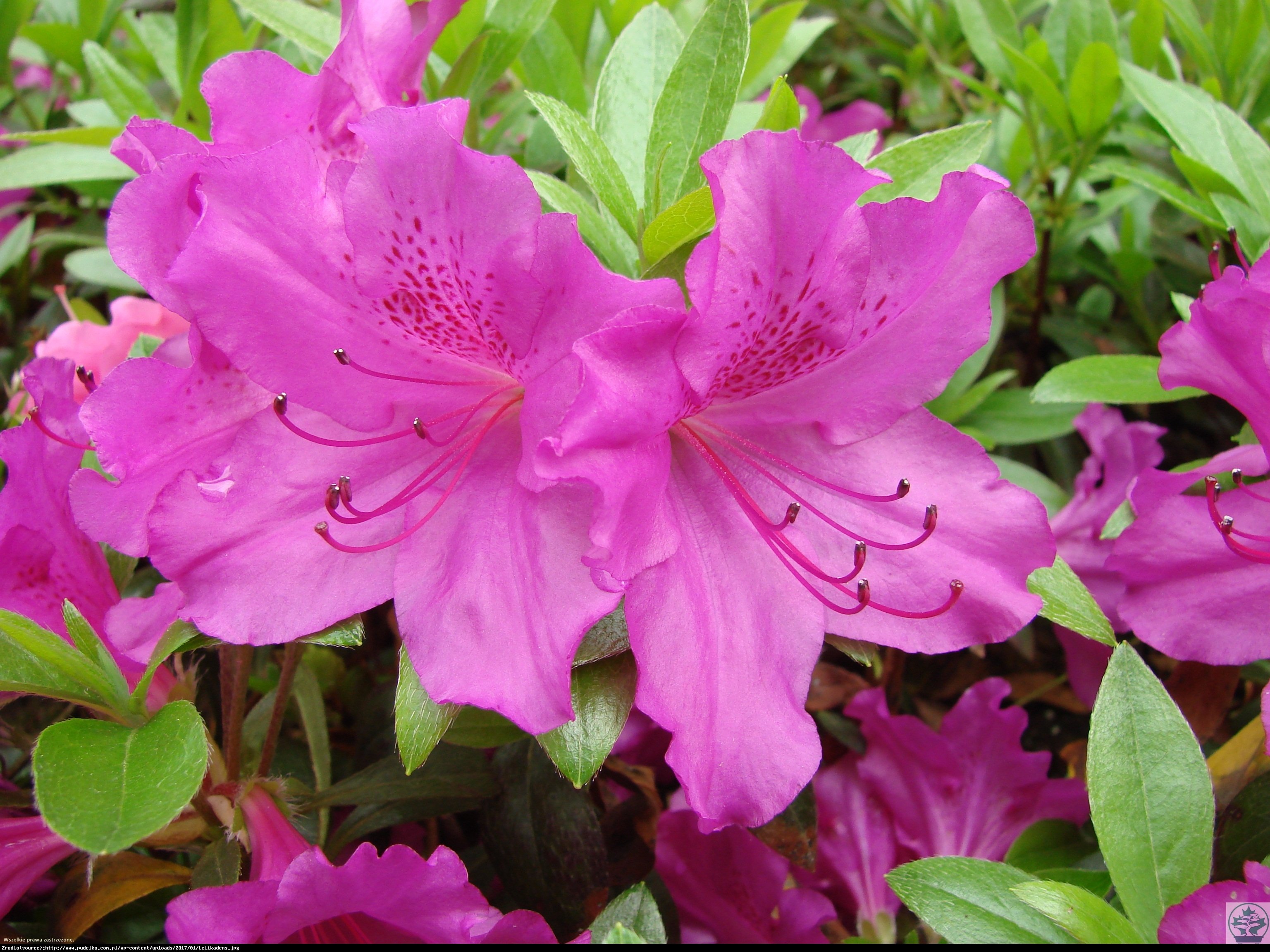 Azalia japońska Orlice - Azalea japonica Orlice