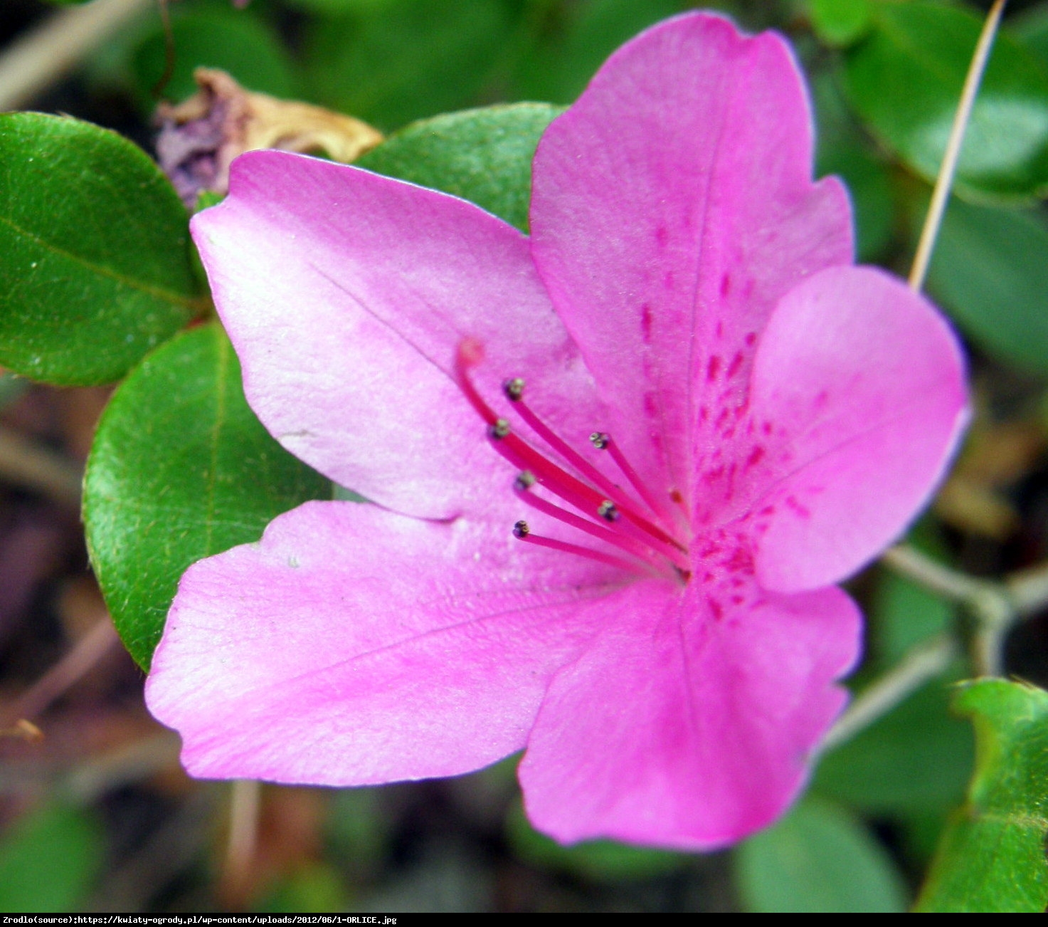 Azalia japońska Orlice - Azalea japonica Orlice