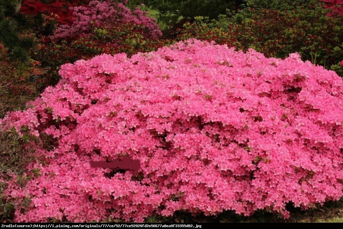 Azalia japońska  - Azalea japonica 