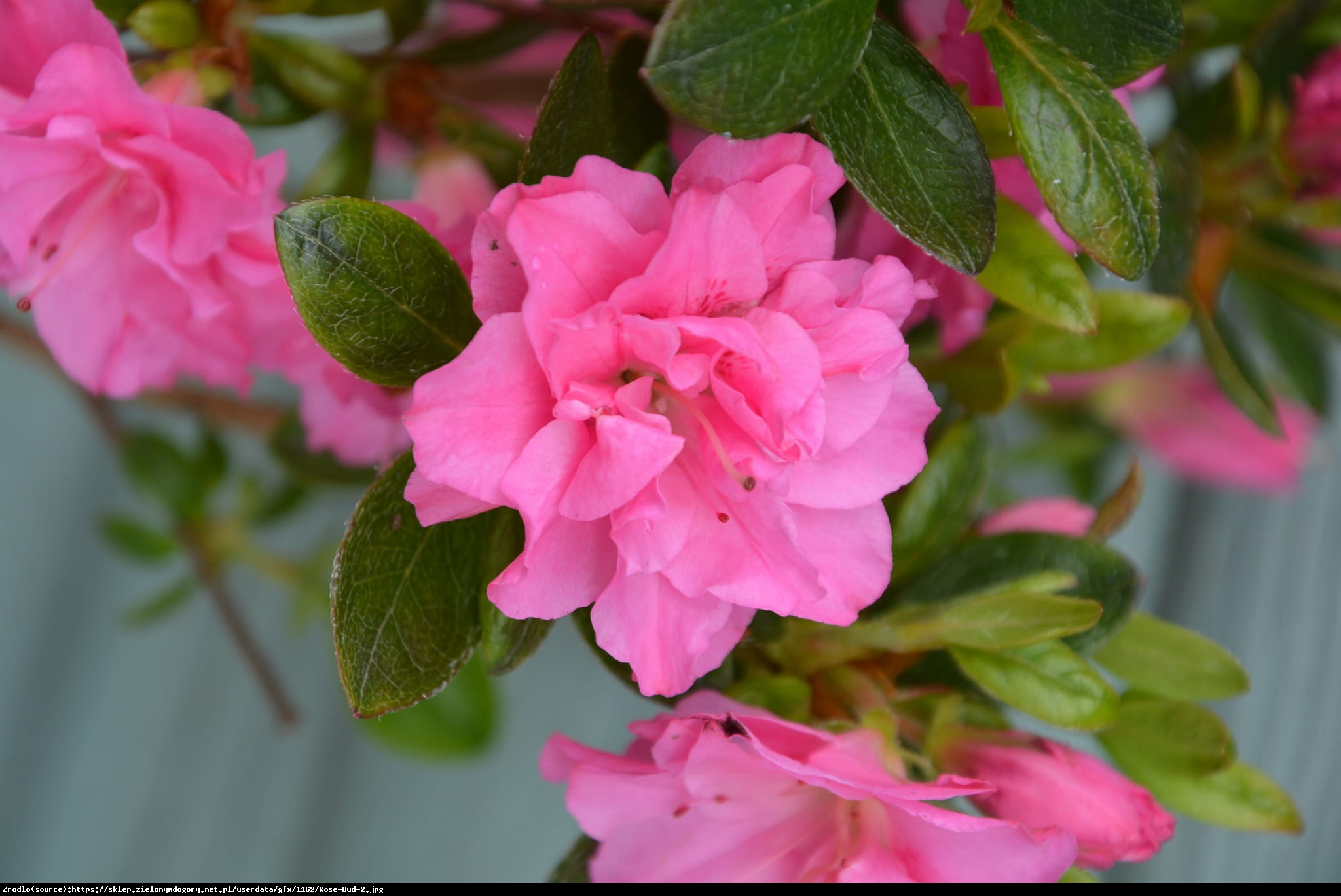 Azalia japońska Rose Bud  - Azalea japonica Rose Bud 