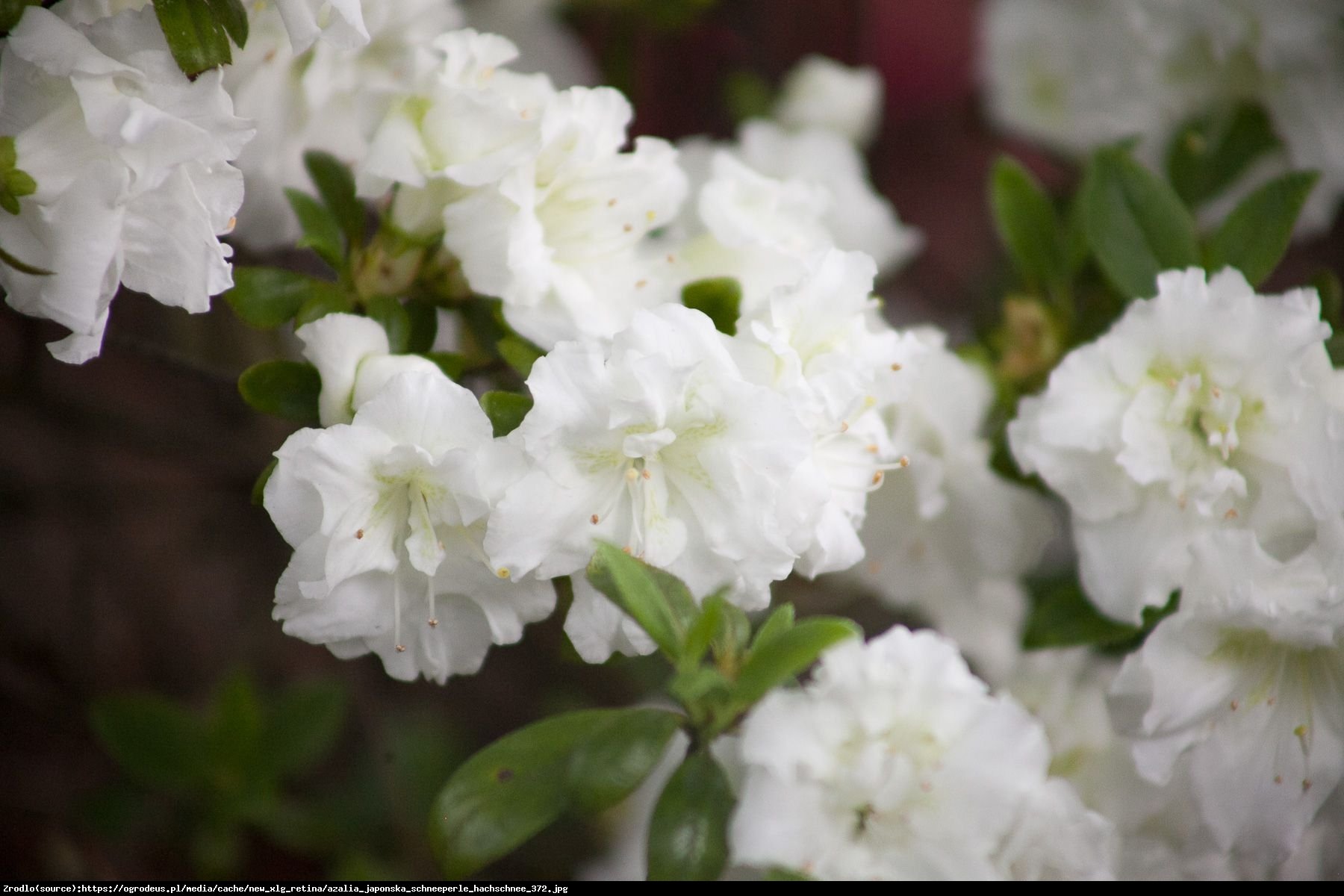 Azalia japońska Schneeperle   - Azalea japonica Schneeperle  