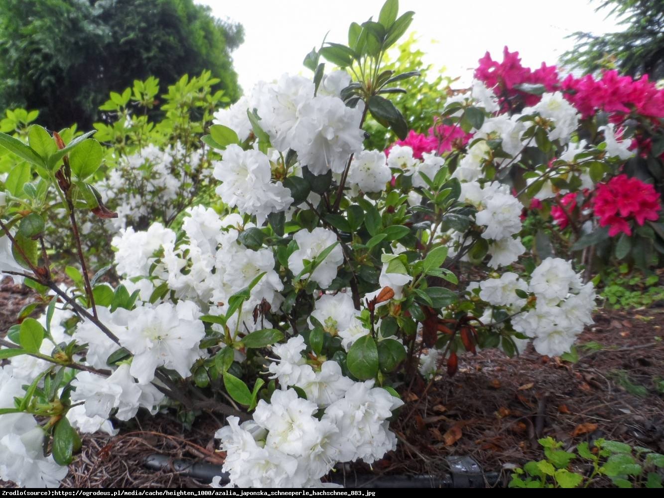 Azalia japońska Schneeperle   - Azalea japonica Schneeperle  