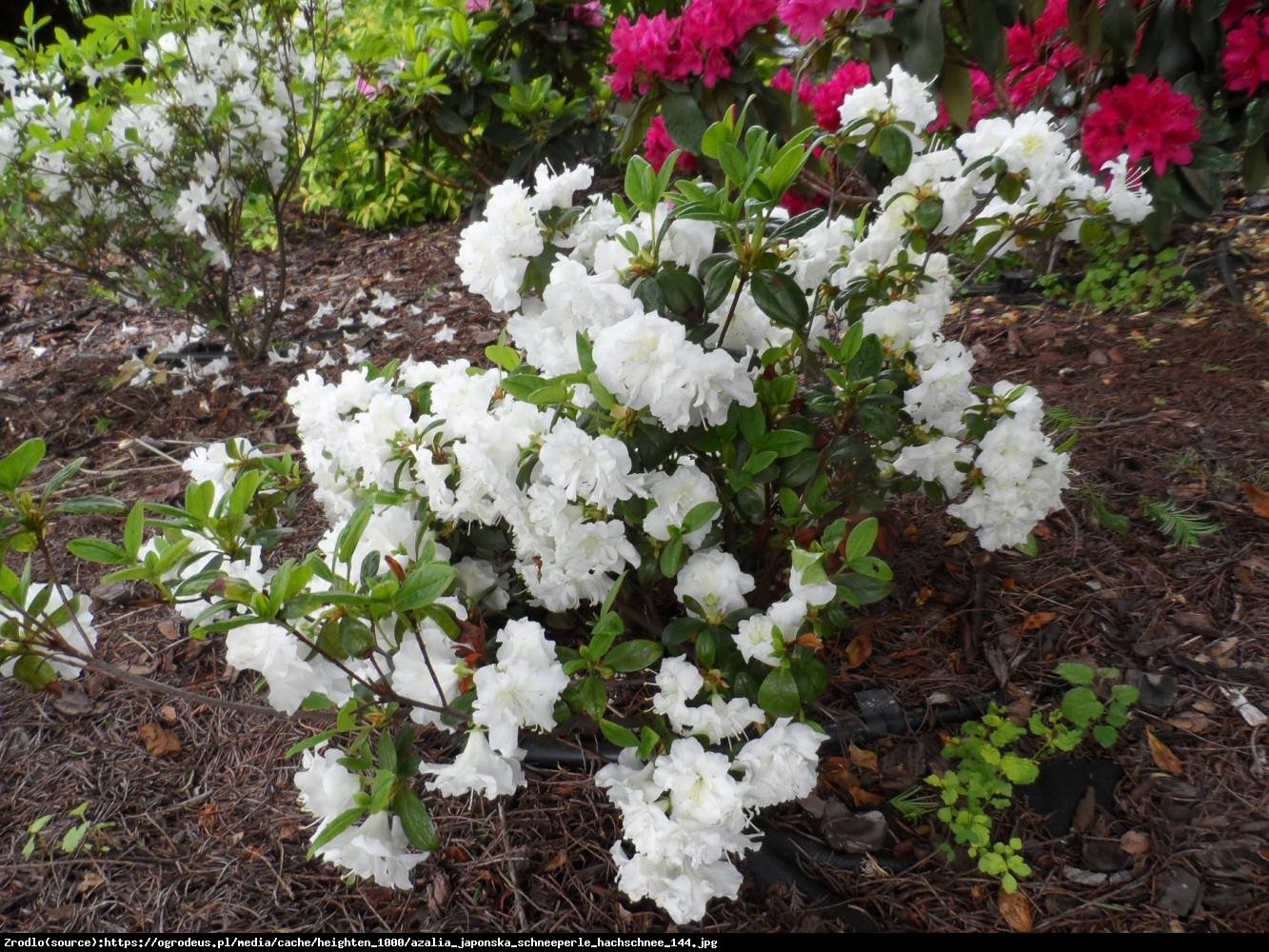 Azalia japońska Schneeperle   - Azalea japonica Schneeperle  