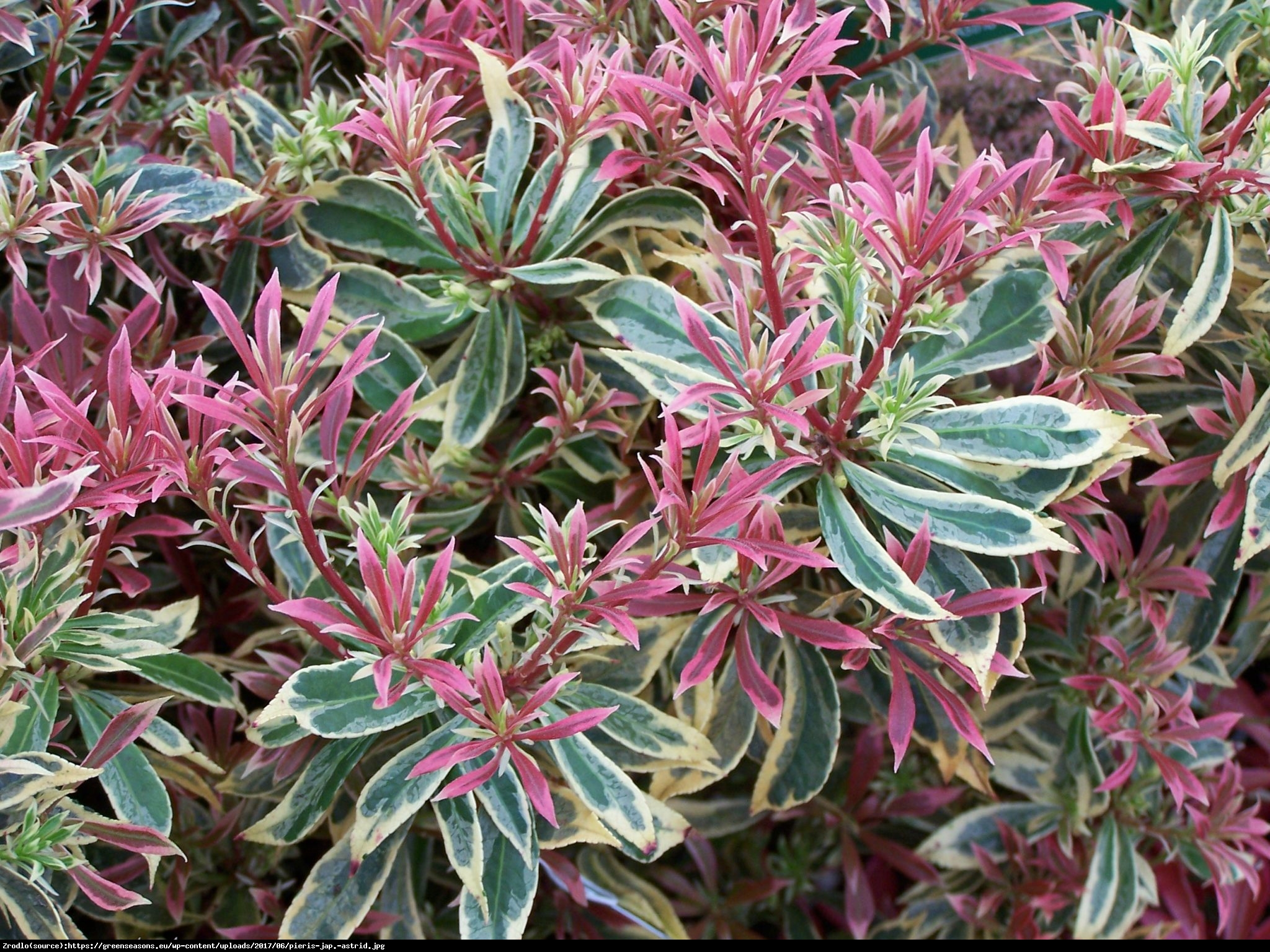 pieris japoński  Astrid  - Pieris japonica  Astrid 