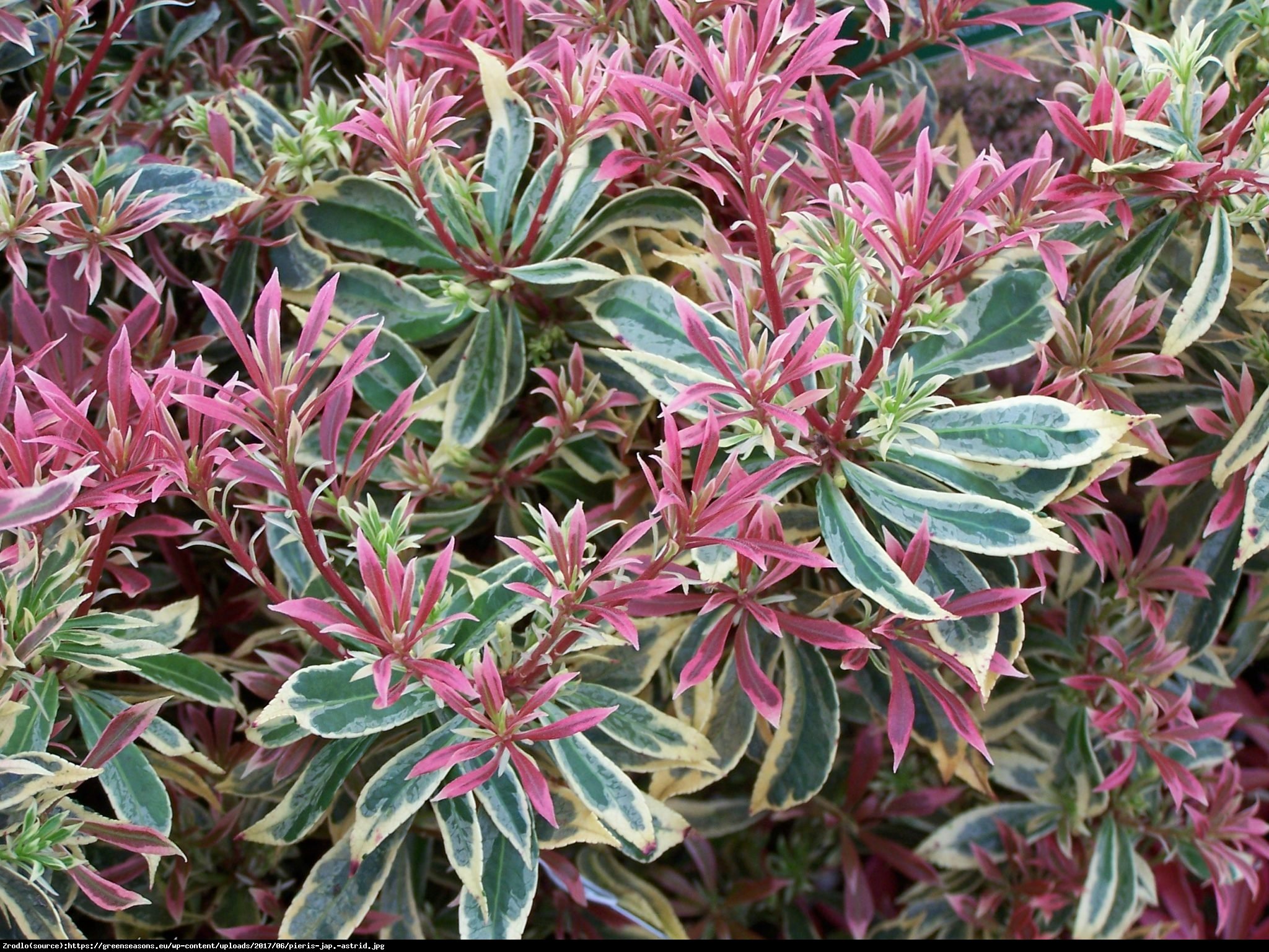 pieris japoński  Astrid  - Pieris japonica  Astrid 