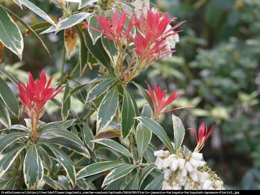 Pieris japoński Variegata - Pieris japonica Variegata