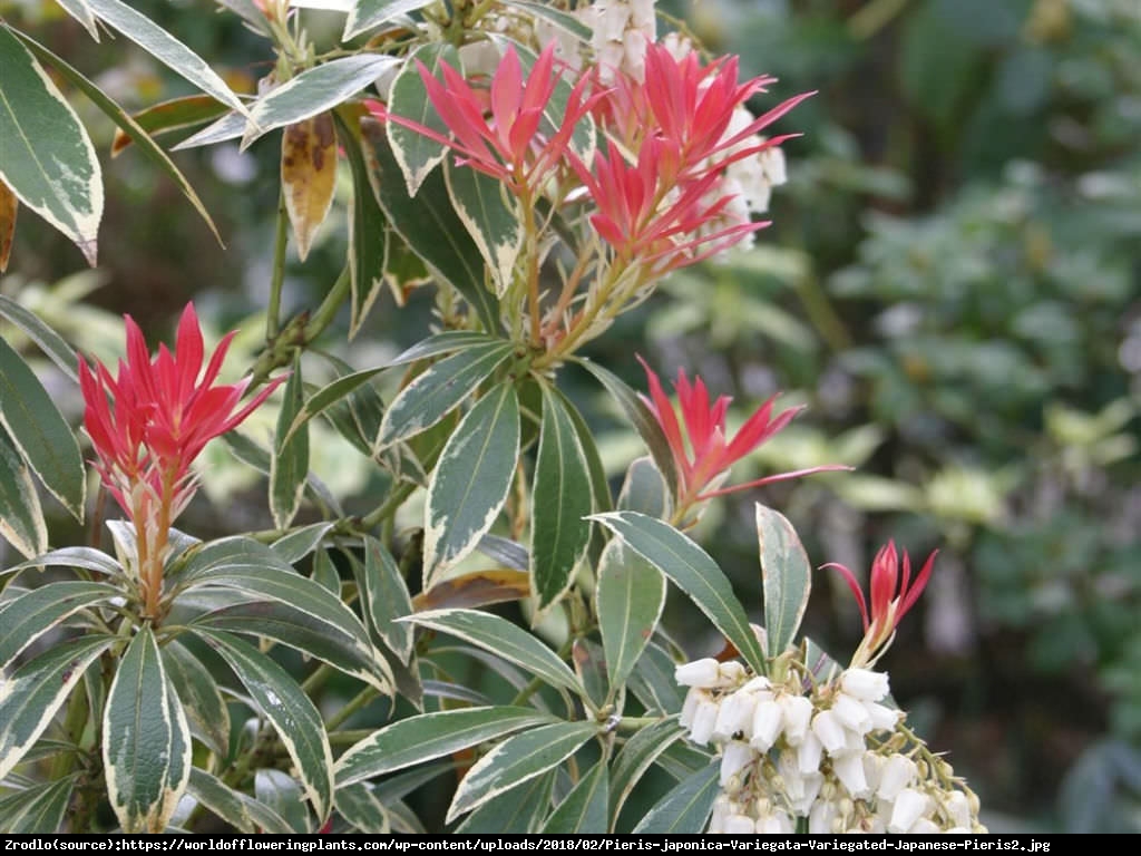 Pieris japoński Variegata - Pieris japonica Variegata