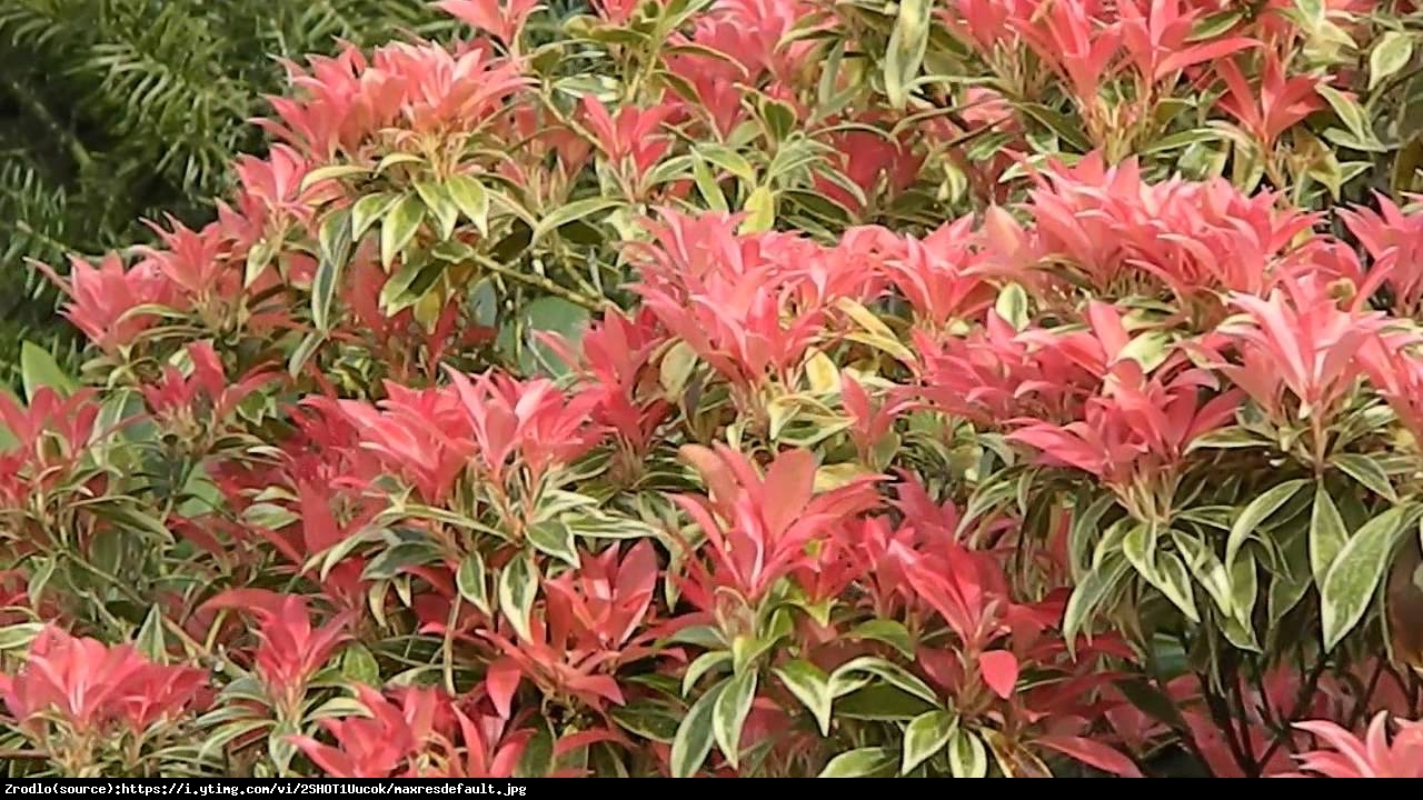 Pieris japoński Variegata - Pieris japonica Variegata