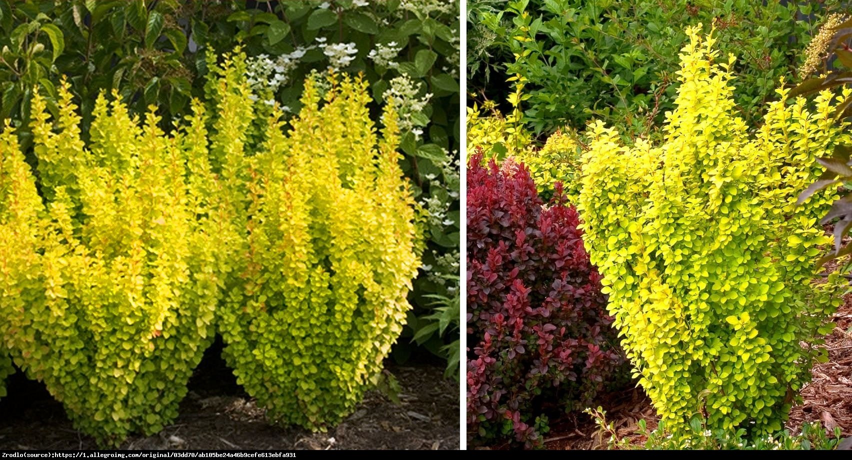 Berberys Thunberga Golden Tower - BERBERIS THUNBERGII GOLDEN TOWER 