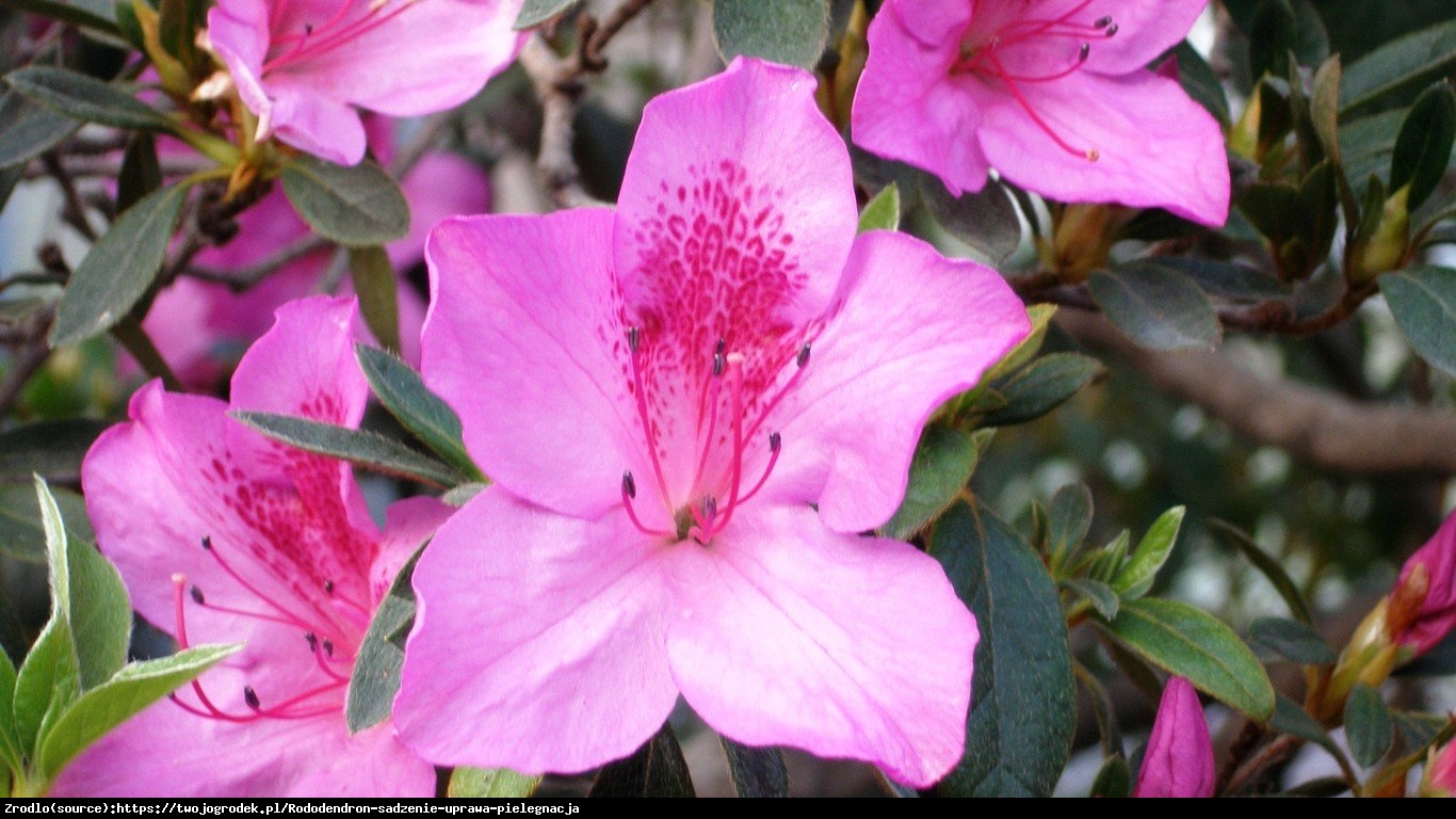 Azalia japońska - Rododendron