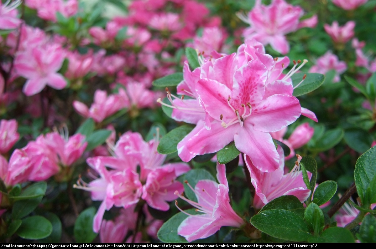 Azalia japońska - Rododendron