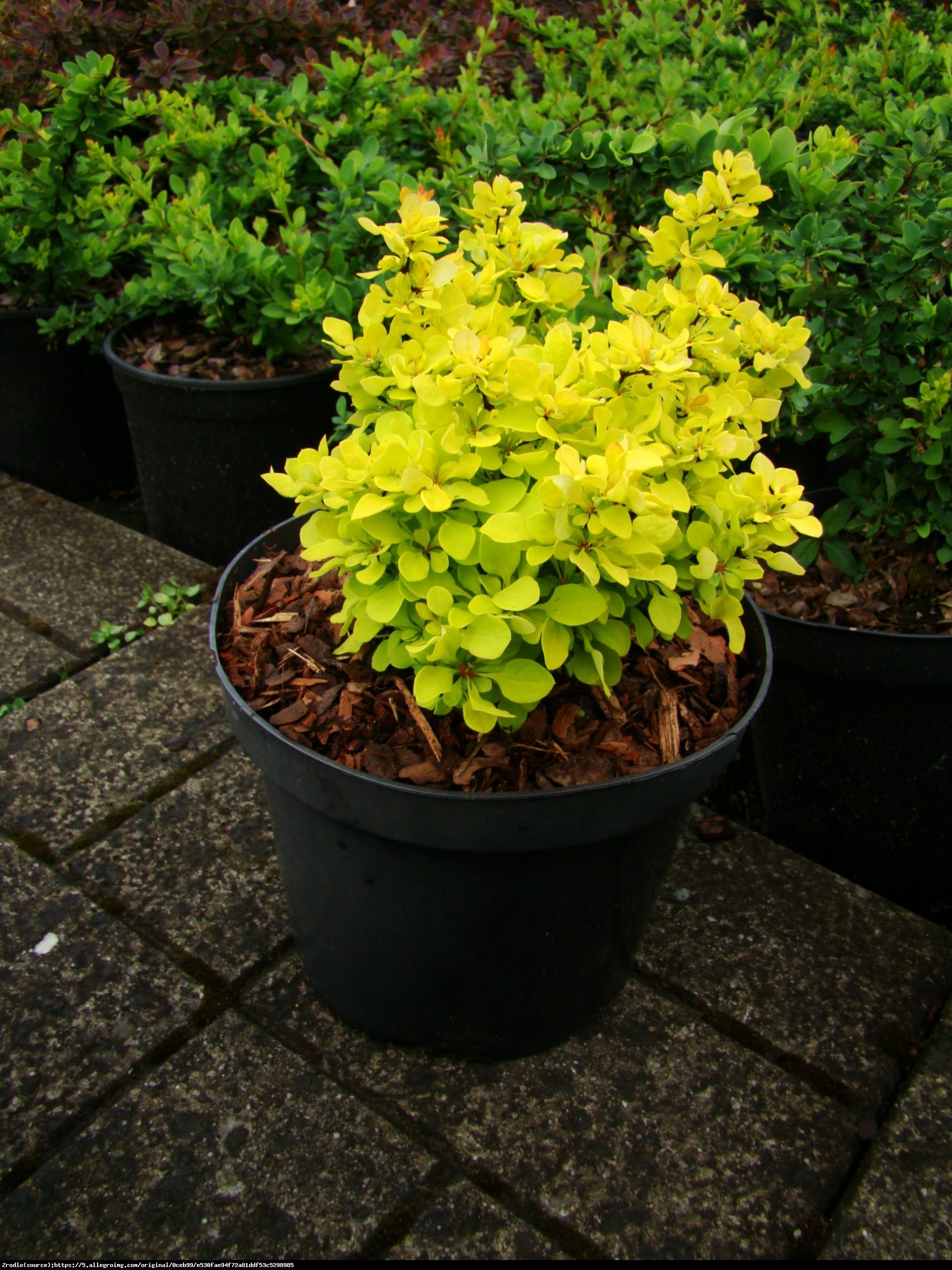 Berberys Thunberga Golden Zwerg - BERBERIS THUNBERGI Golden Zwerg