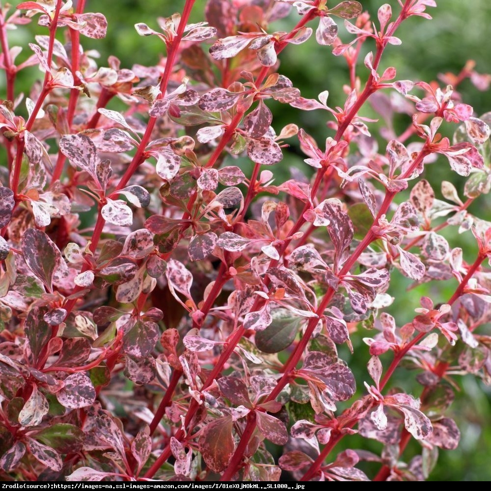 Berberys Thunberga Harlequin  - Berberis thunbergii Harlequin 