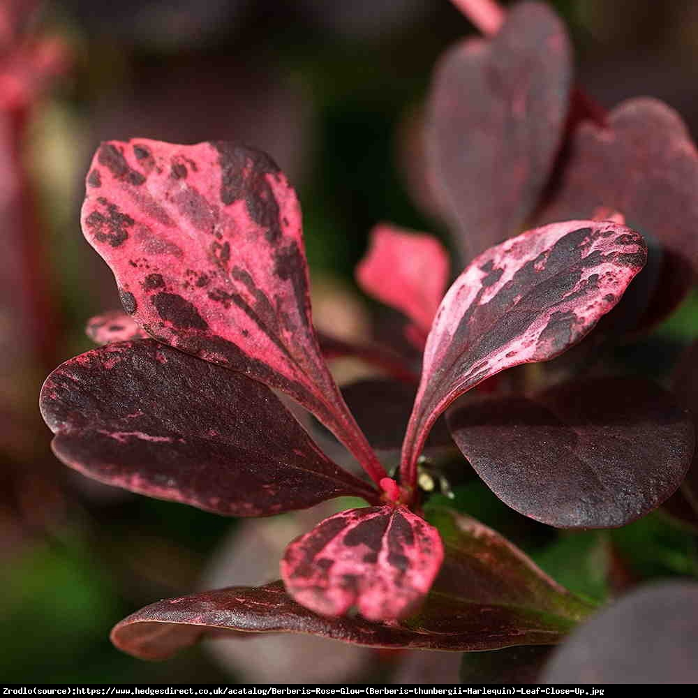 Berberys Thunberga Harlequin  - Berberis thunbergii Harlequin 