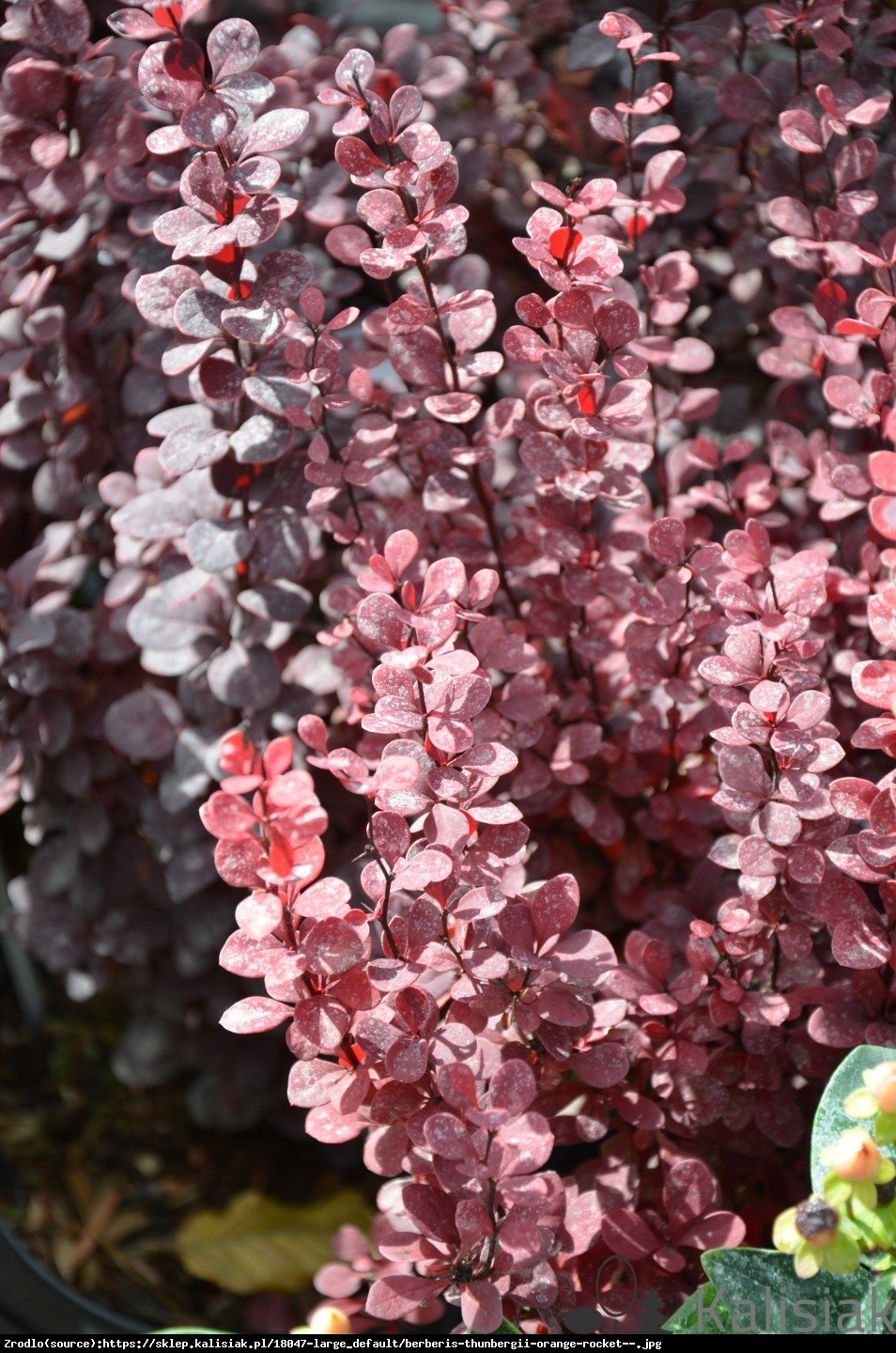 Berberys Thunberga Red Rocket  - Berberis thunbergii  Red Rocket 