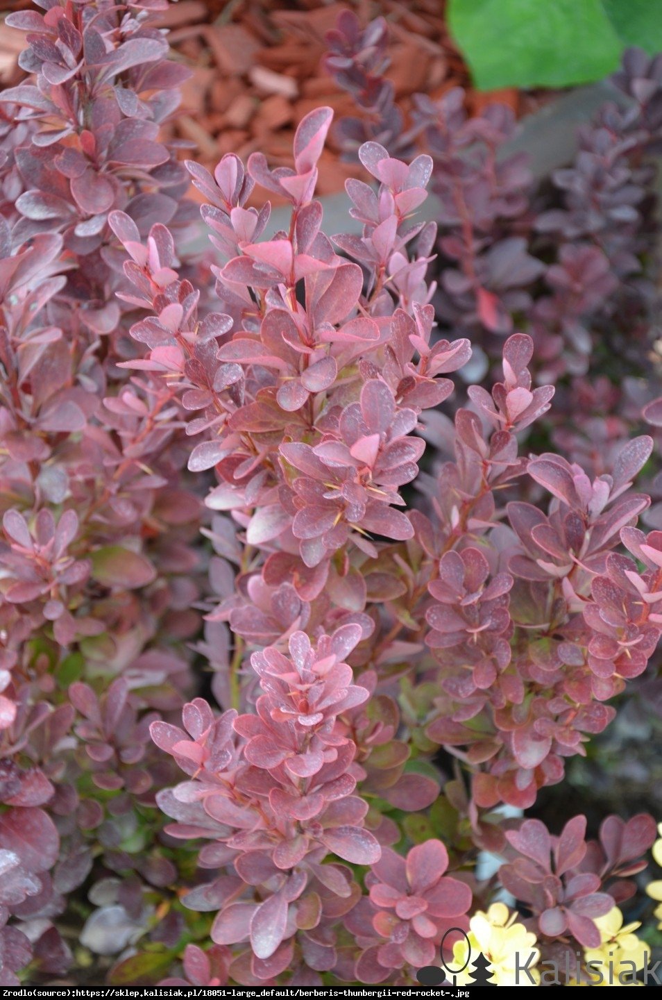 Berberys Thunberga Red Rocket  - Berberis thunbergii  Red Rocket 