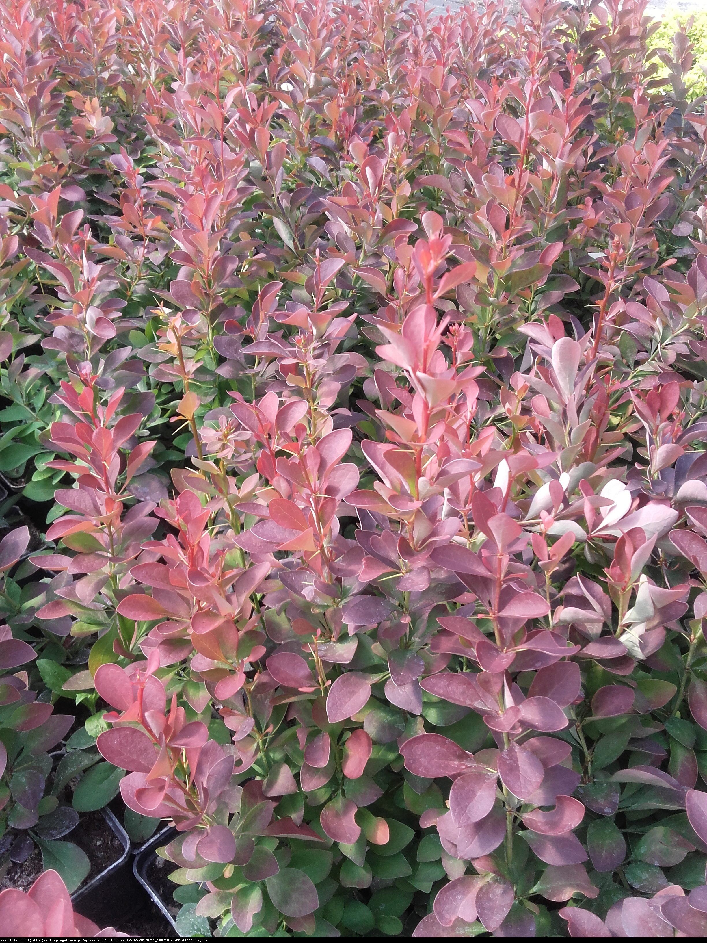 Berberys Thunberga Red Rocket  - Berberis thunbergii  Red Rocket 