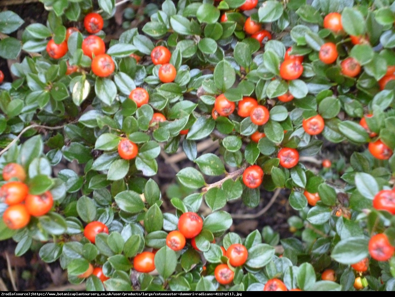 Irga Dammera Major  - Cotoneaster dammeri Major 