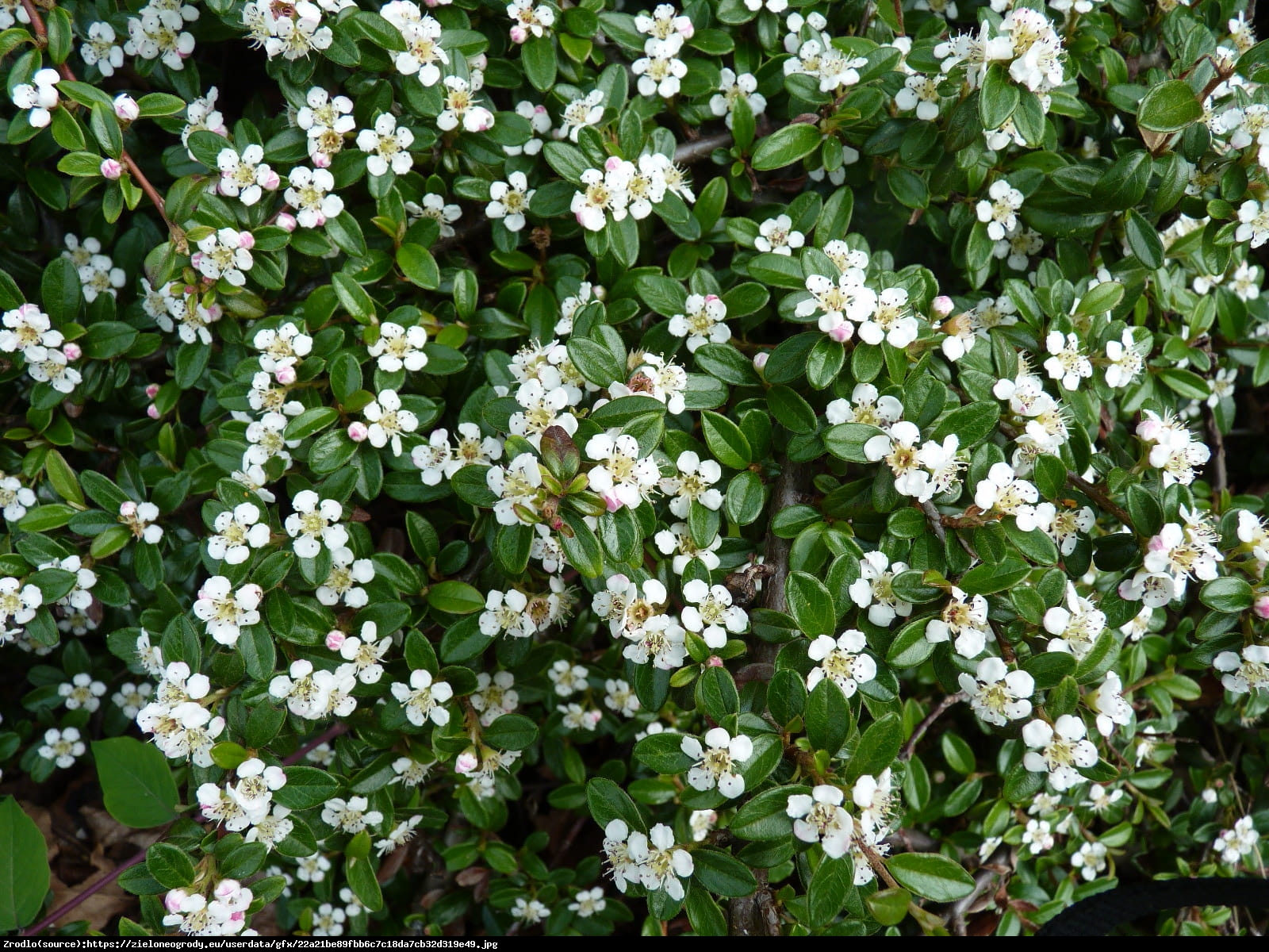 Irga Dammera Major  - Cotoneaster dammeri Major 