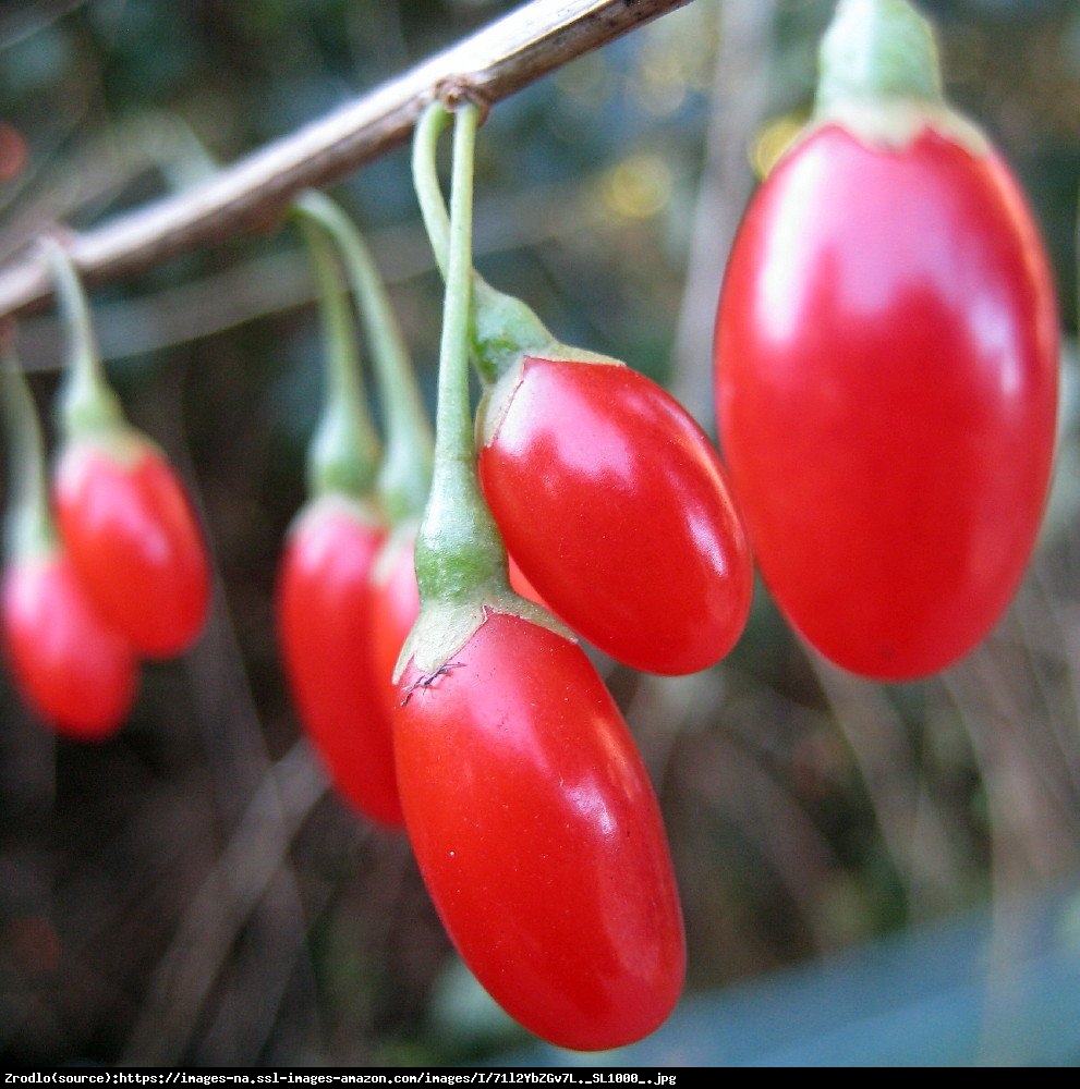 Jagody GOJI  Korean Big - Lycium barbarum  Korean Big