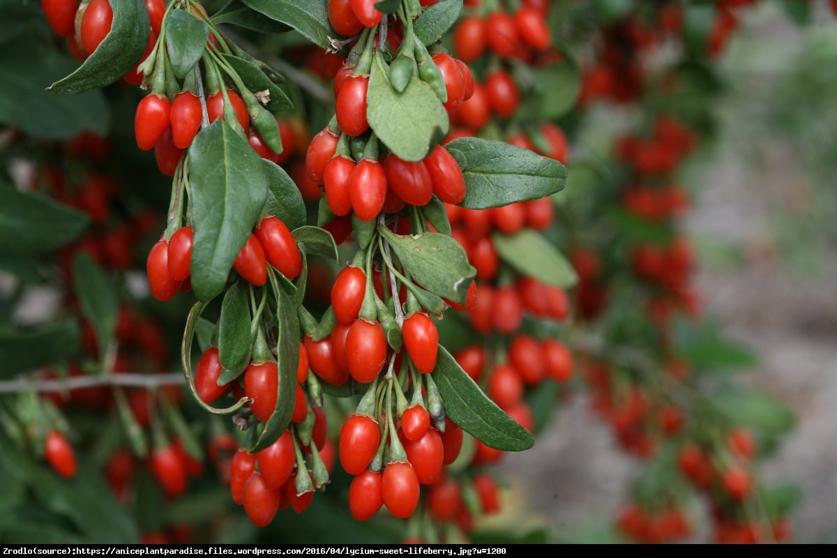 Jagody GOJI  Korean Big - Lycium barbarum  Korean Big