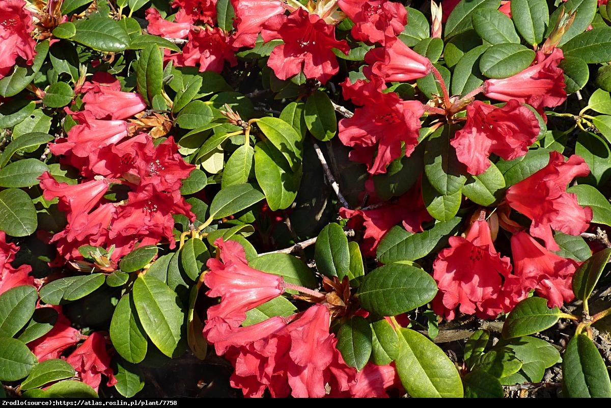 Różanecznik Corinna - Rododendron  Corinna