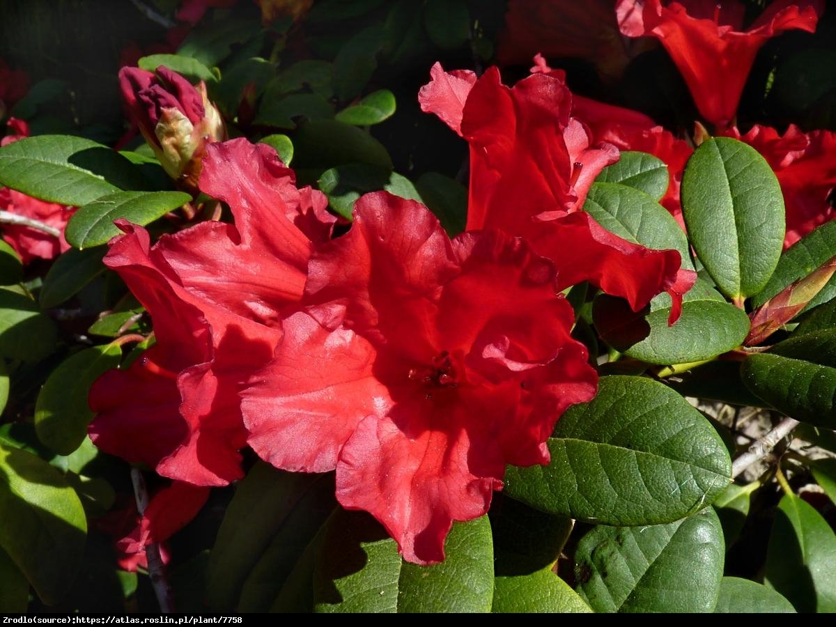 Różanecznik Corinna - Rododendron  Corinna