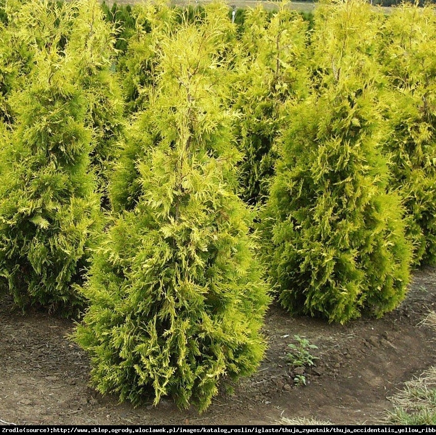 Tuja Żywotnik zachodni Sunkist - Thuja occidentalis Sunkist 