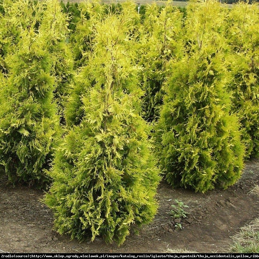 Tuja Żywotnik zachodni Sunkist - Thuja occidentalis Sunkist 