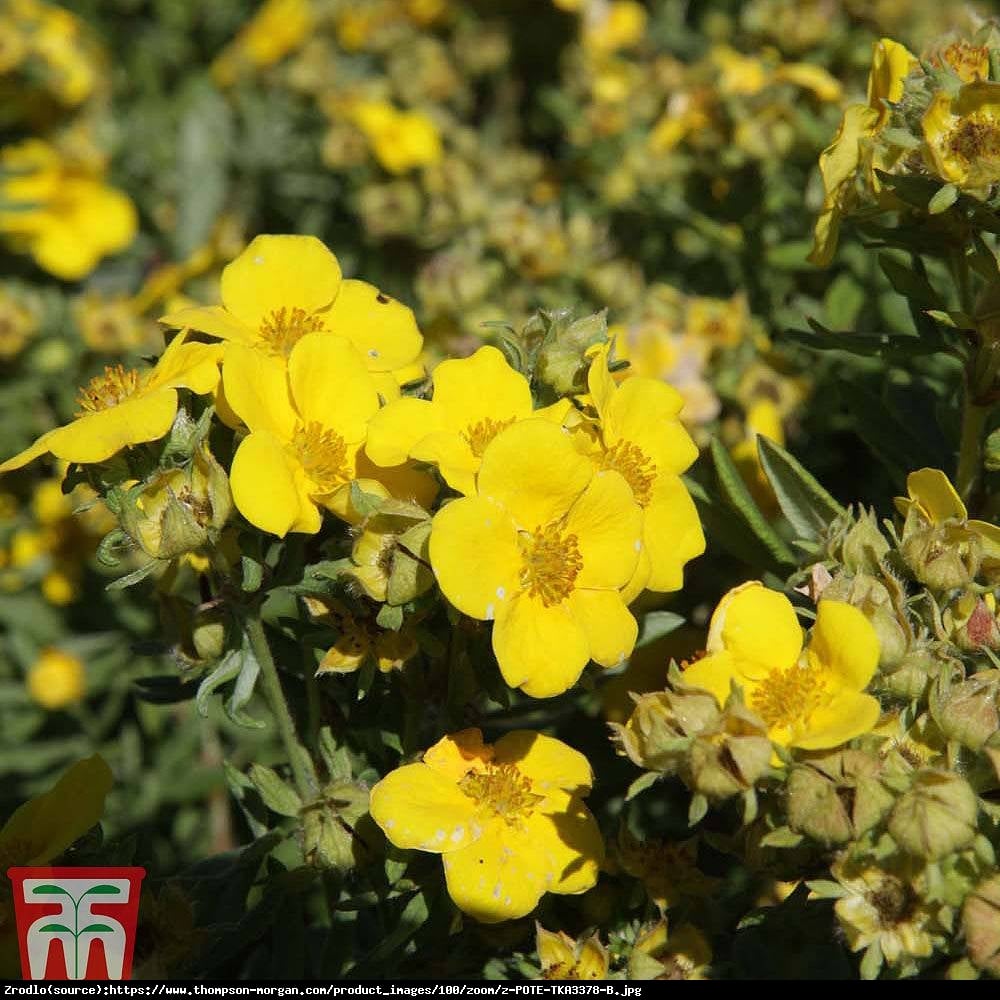 pięciornik krzewiasty Hachmanns Gigant  - Potentilla fruticosa Hachmanns Gigant 