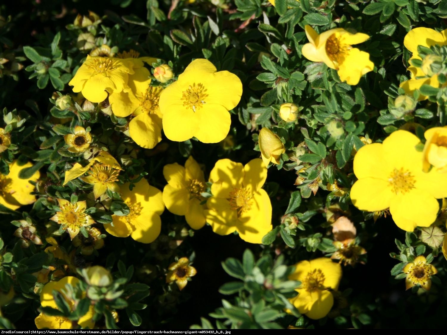 pięciornik krzewiasty Hachmanns Gigant  - Potentilla fruticosa Hachmanns Gigant 