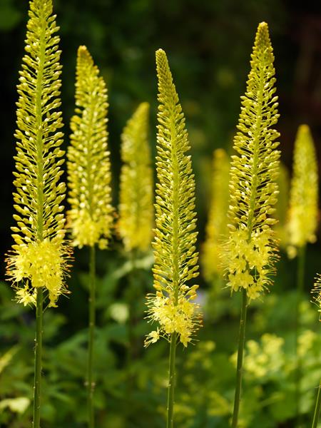 Pustynnik himalajski Bungei - żółty UNIKAT - Eremurus himalaicus Bungei