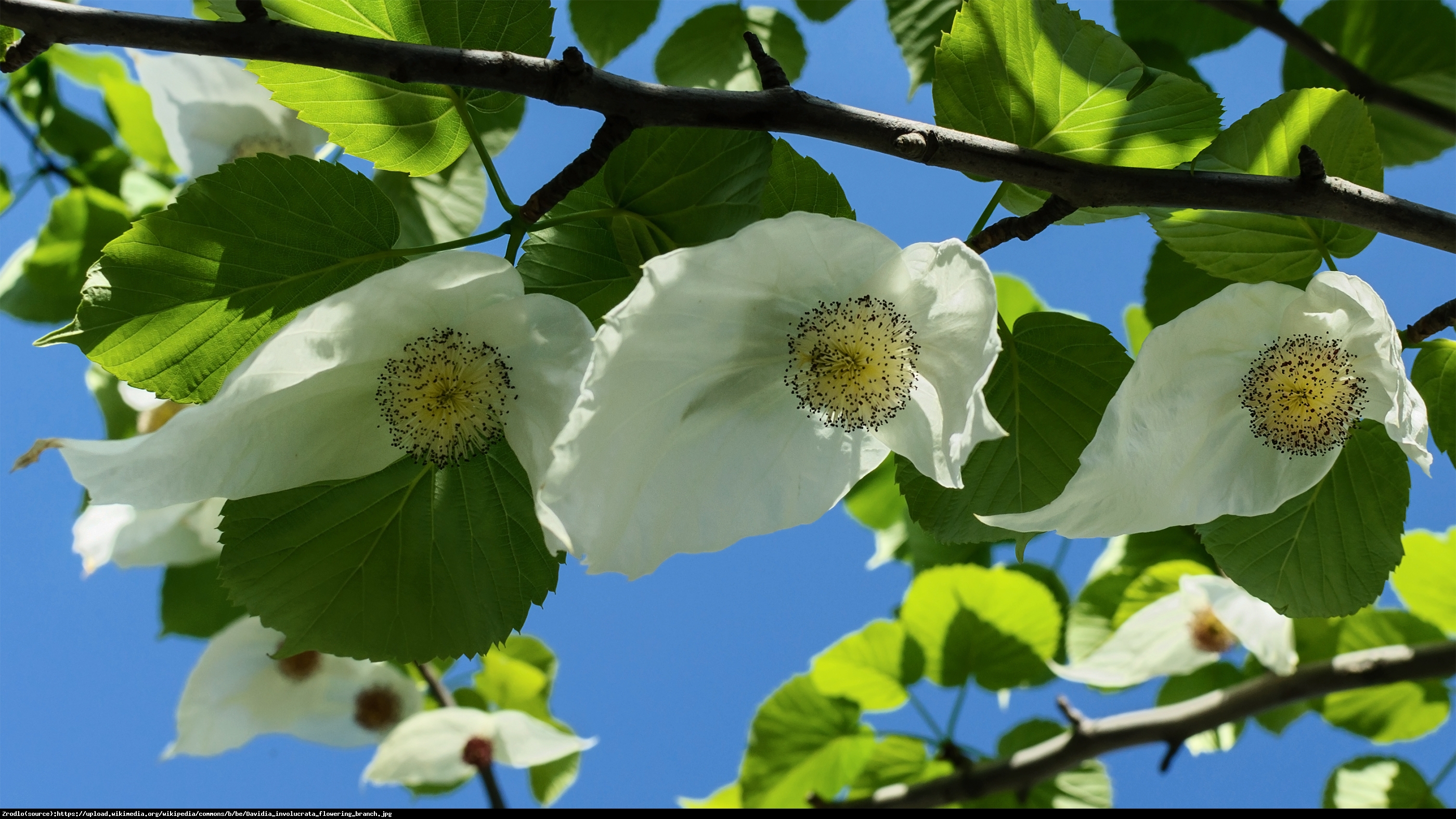 Dawidia chińska Sonoma - Davidia involucrata Sonoma