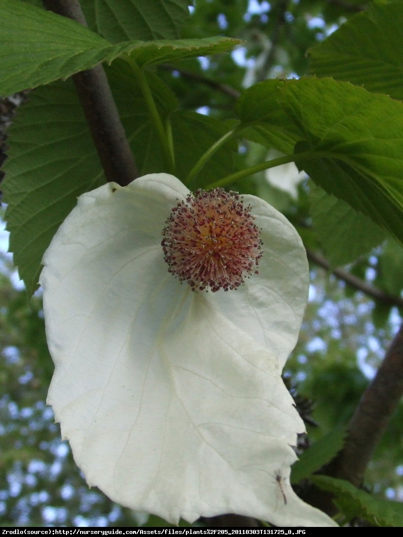 Dawidia chińska Sonoma - Davidia involucrata Sonoma