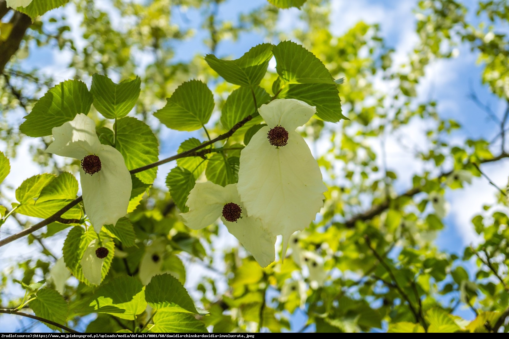 Dawidia chińska Sonoma - Davidia involucrata Sonoma