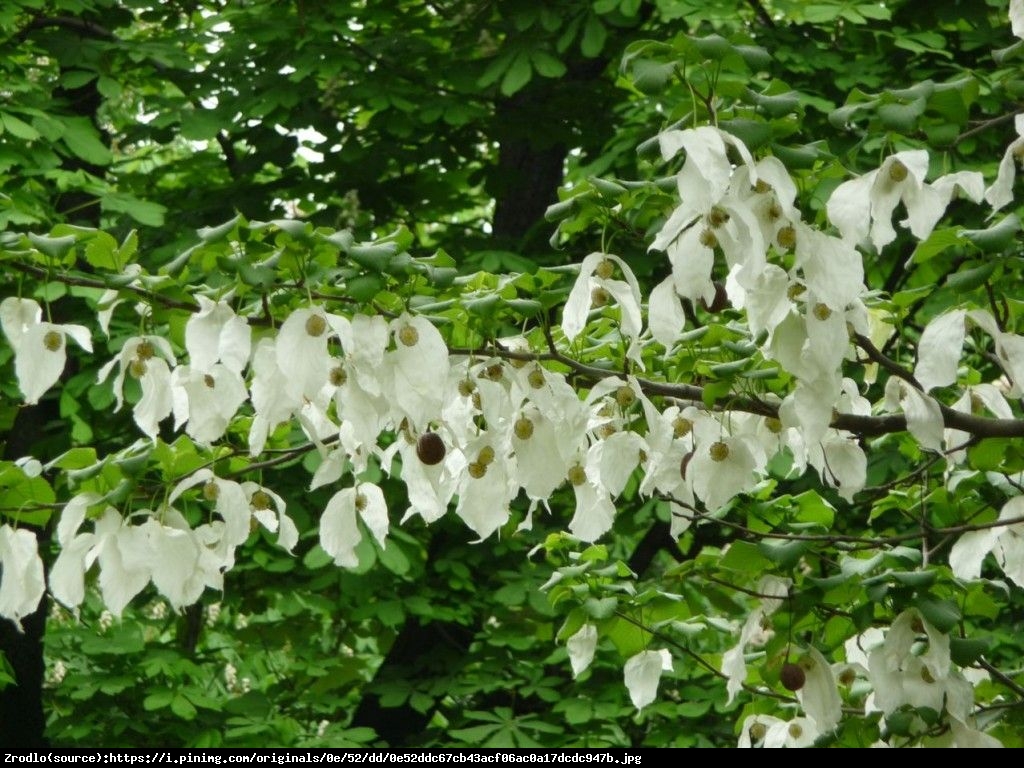 Dawidia chińska Sonoma - Davidia involucrata Sonoma