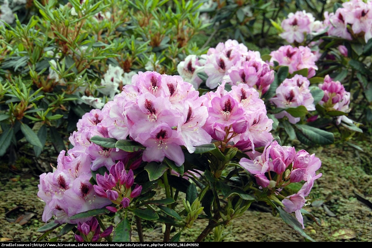 Różanecznik Lugano - Rododendron Lugano