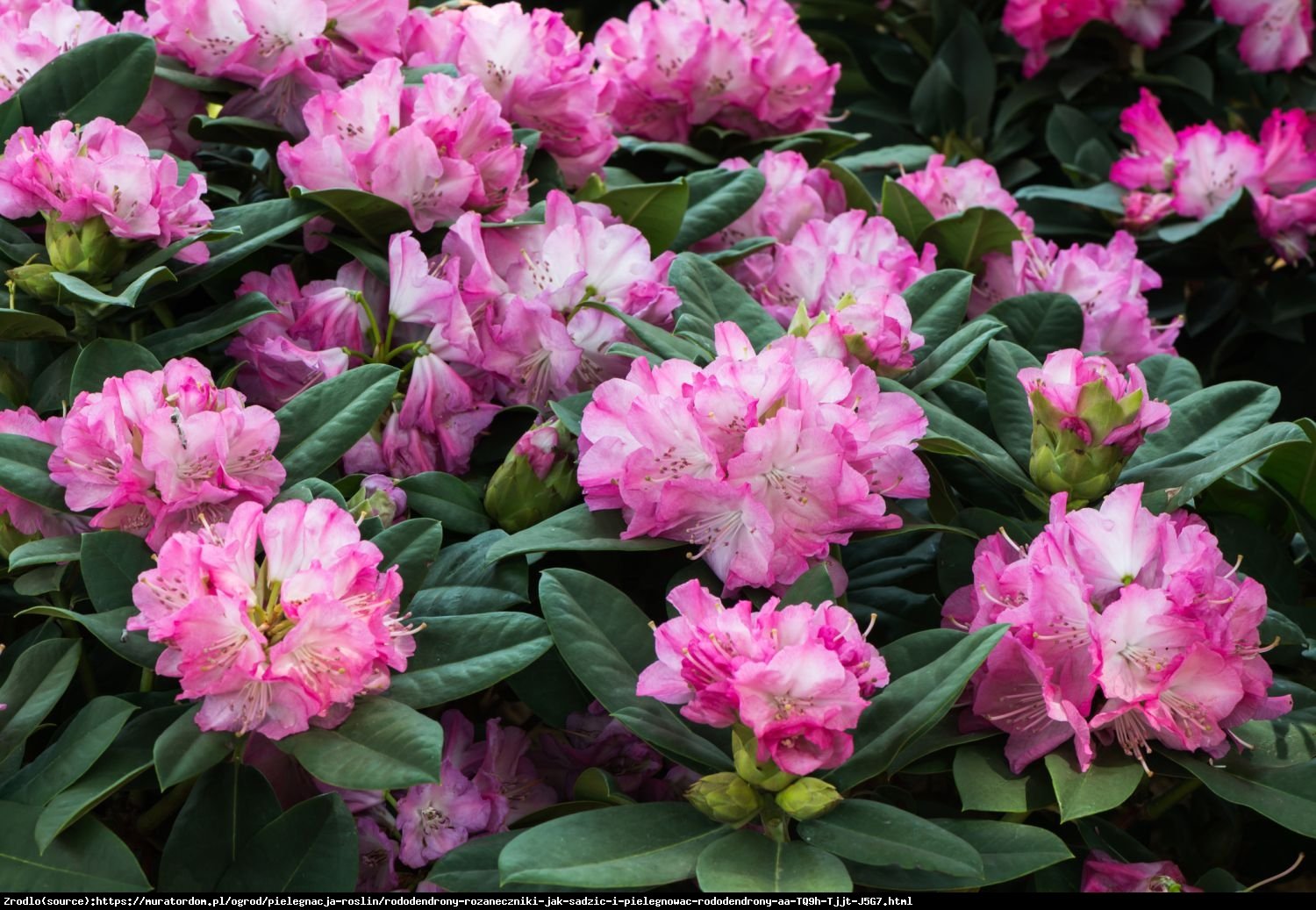 Różanecznik Lugano - Rododendron Lugano