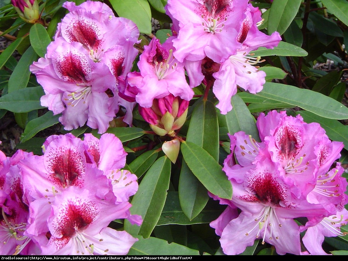 Różanecznik Lugano - Rododendron Lugano