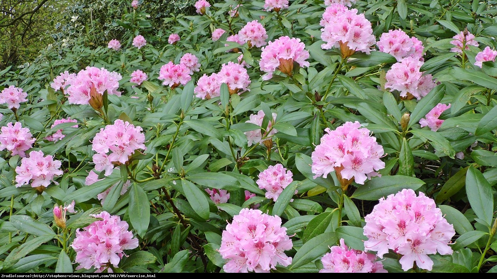 Różanecznik Lugano - Rododendron Lugano