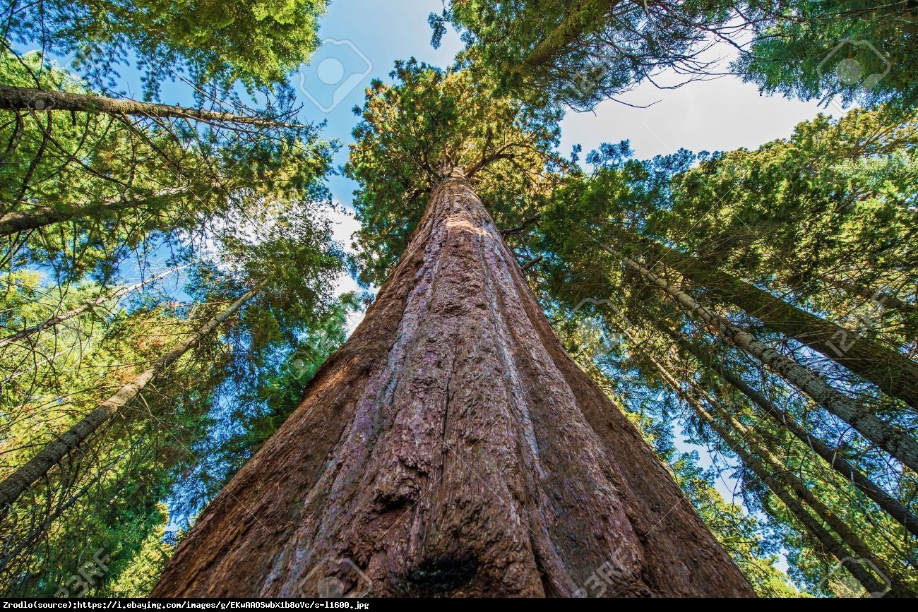 Mamutowiec olbrzymi - sekwoja olbrzymia - Sequoiadendron giganteum