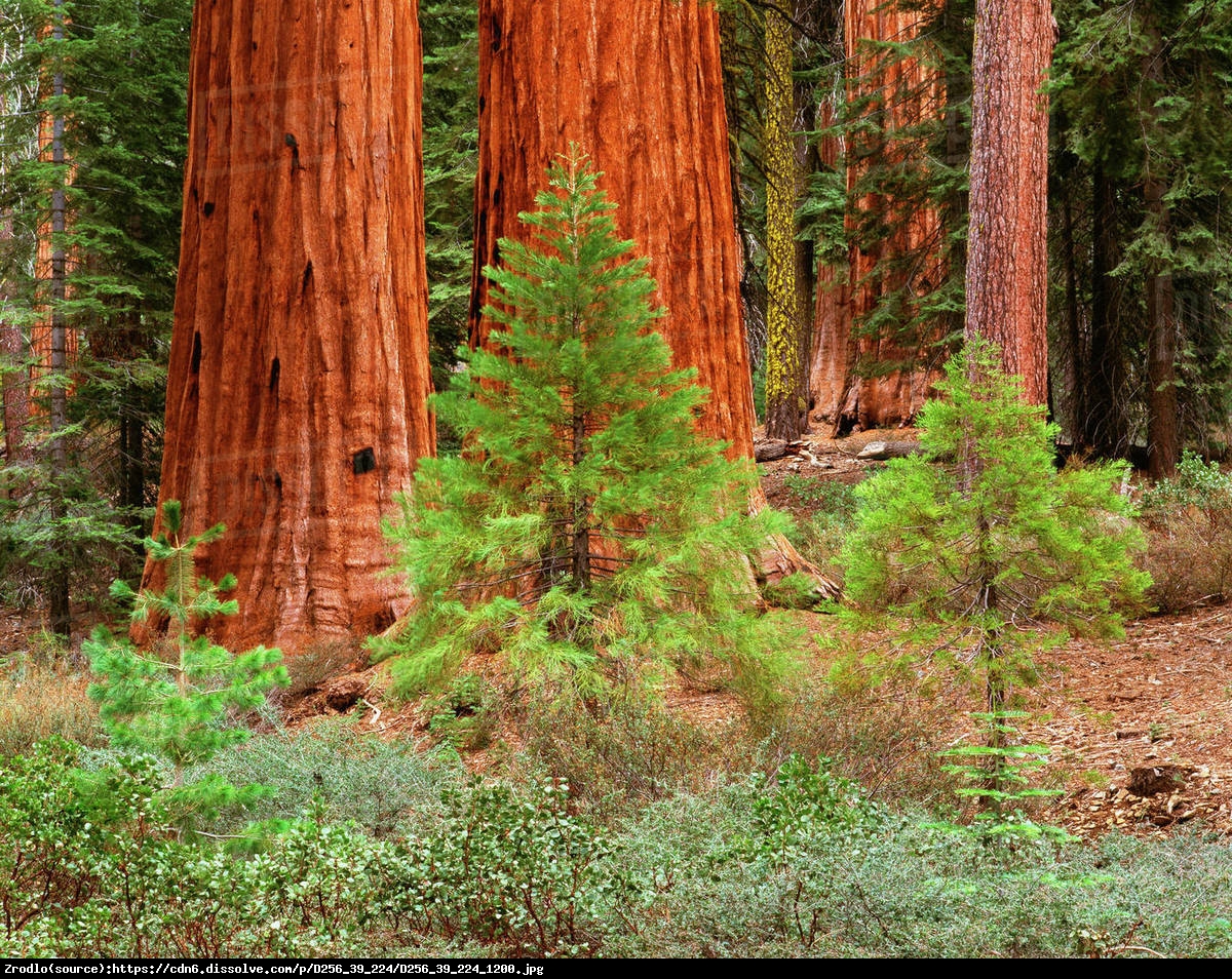 Mamutowiec olbrzymi - sekwoja olbrzymia - Sequoiadendron giganteum