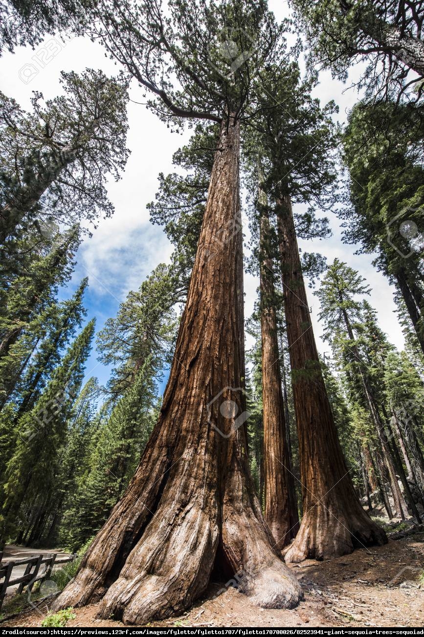 Mamutowiec olbrzymi - sekwoja olbrzymia - Sequoiadendron giganteum