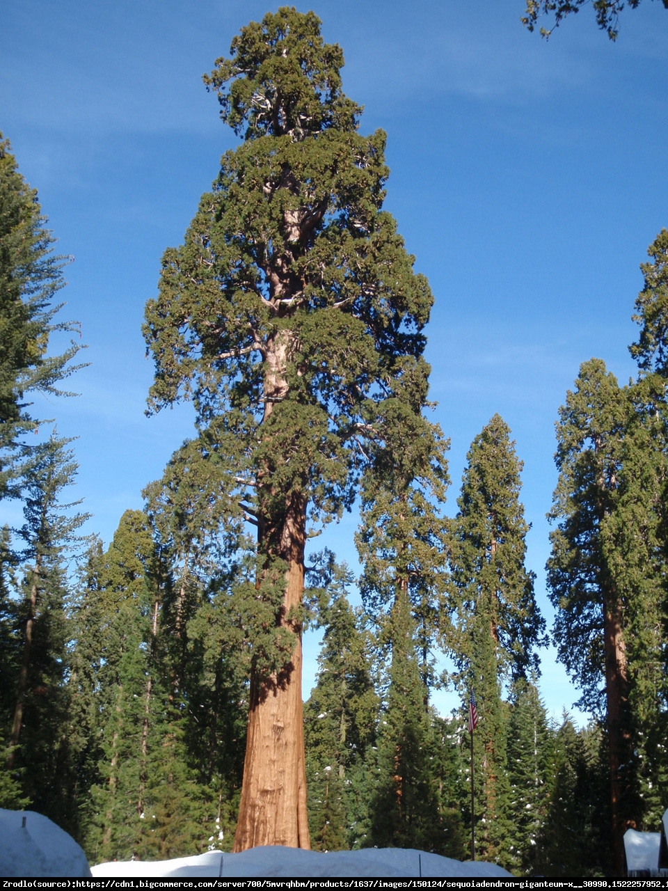 Mamutowiec olbrzymi - sekwoja olbrzymia - Sequoiadendron giganteum