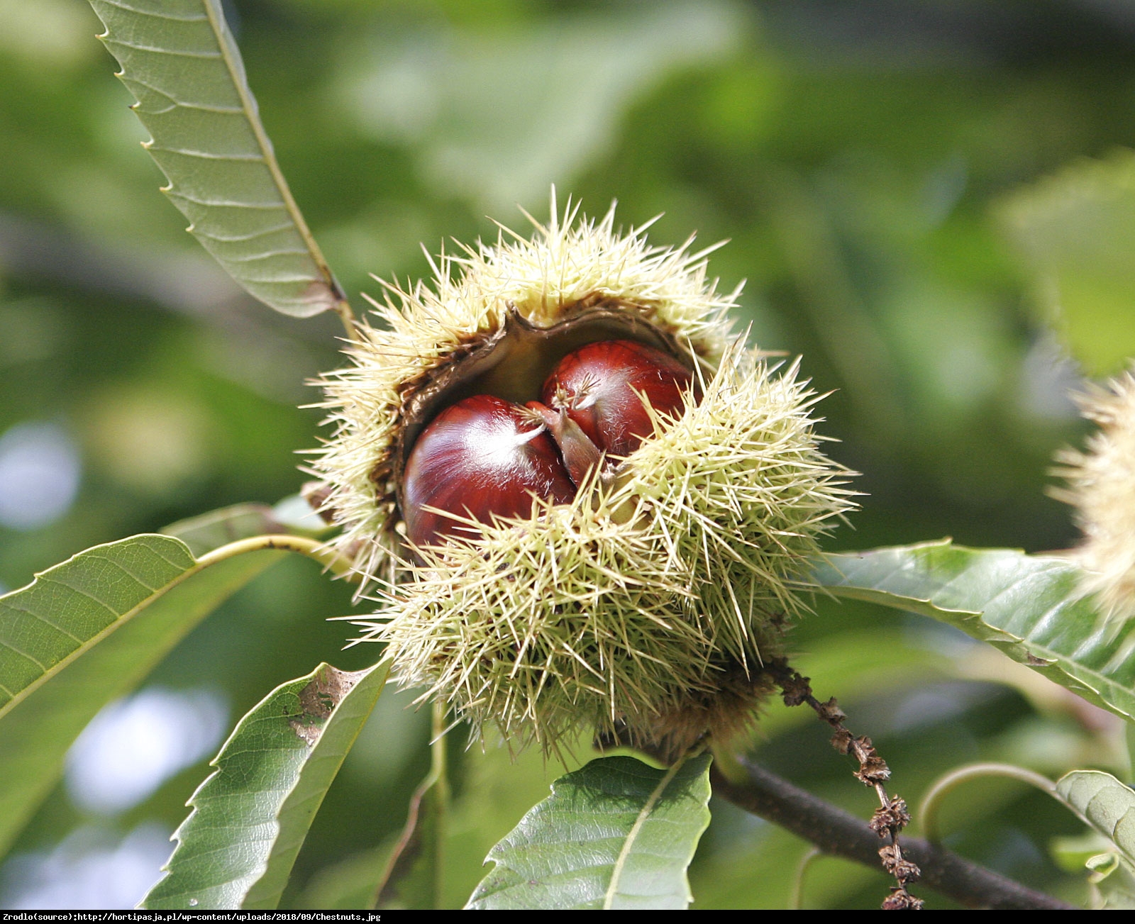 Kasztan jadalny Pan Kuca - Castanea sativa Pan Kuca 