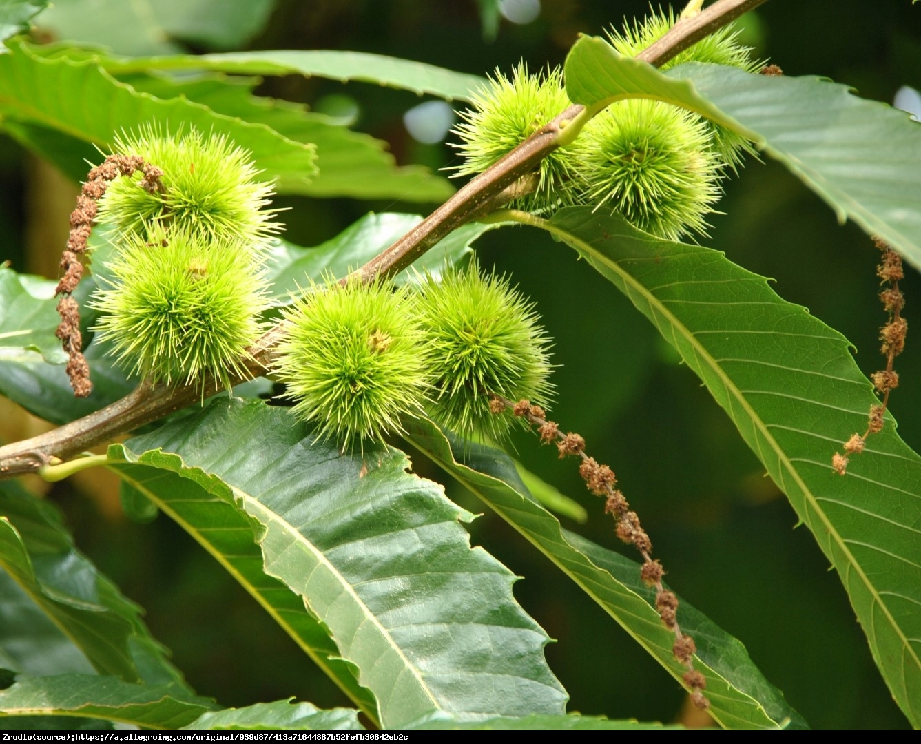 Kasztan jadalny Pan Kuca - Castanea sativa Pan Kuca 