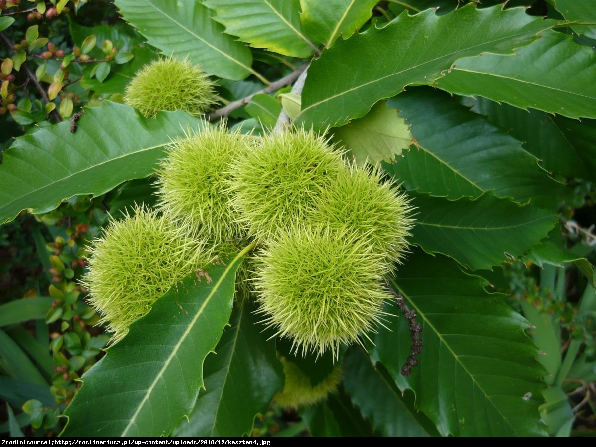 Kasztan jadalny Pan Kuca - Castanea sativa Pan Kuca 