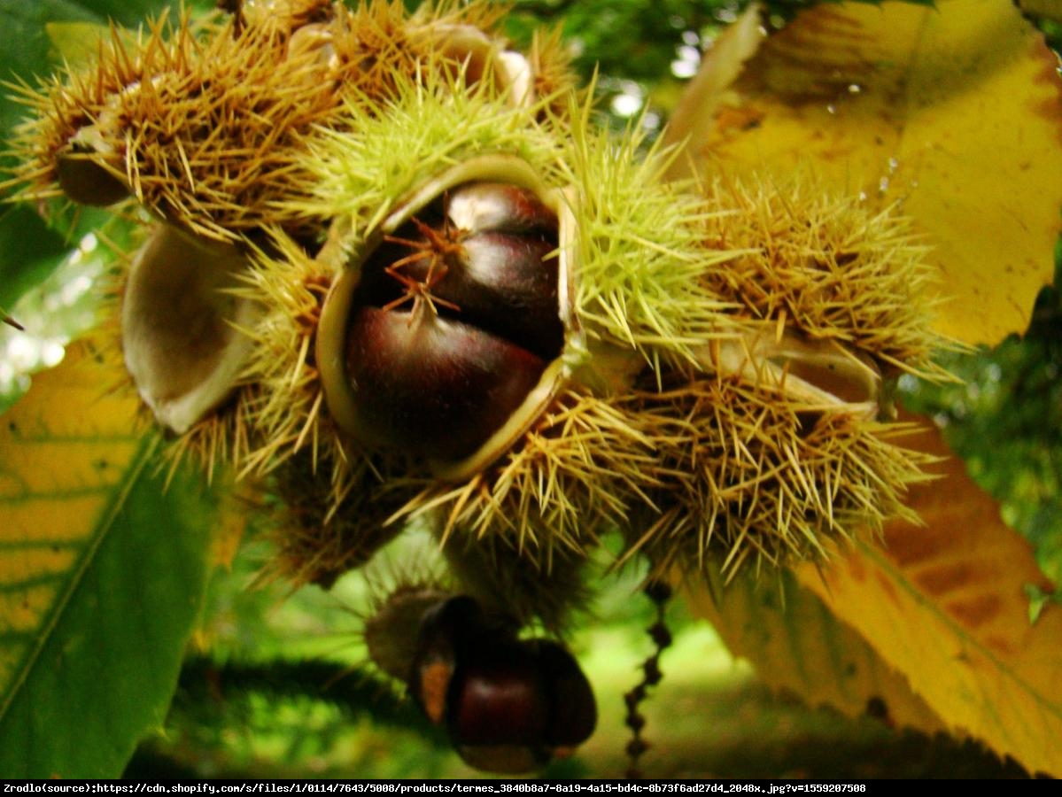 Kasztan jadalny Pan Kuca - Castanea sativa Pan Kuca 